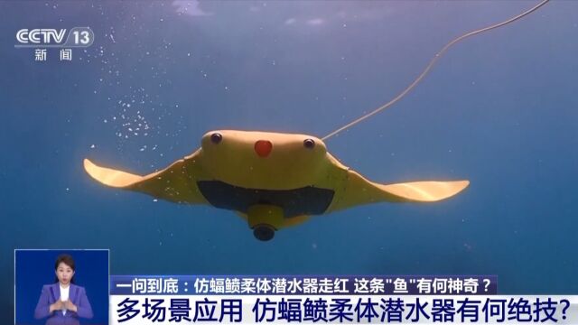 喷蝠和蝠鲼,喷蝠_大山谷图库