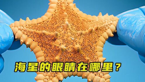 海星的眼睛到底在哪里?