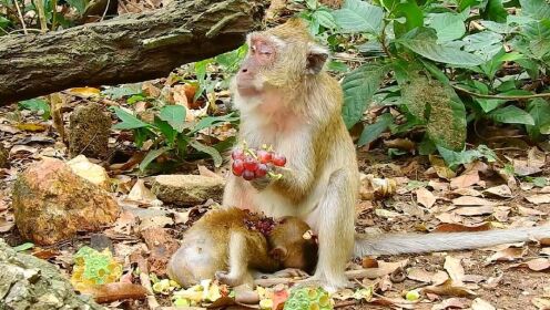 宠物解说:小猴子不幸丢掉性命,母猴子眼里却只有食物,网易:太心疼