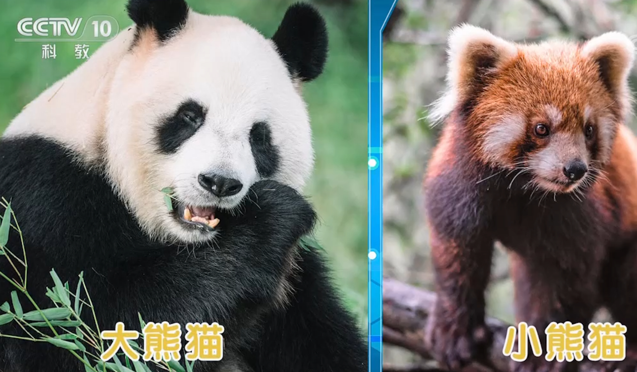 大熊猫和熊的亲缘关系更近,小熊猫却和黄鼠狼关系更近