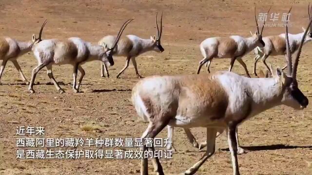 神奇动物在西藏|藏羚羊:高原的"精灵"