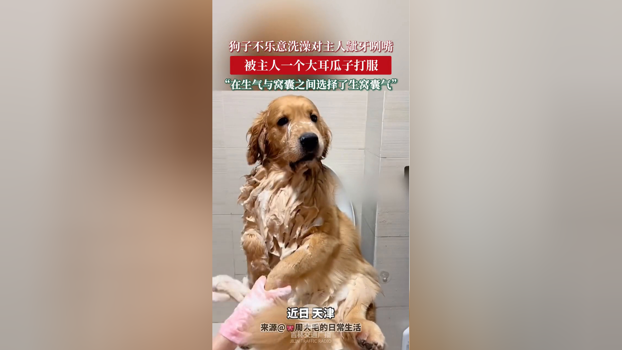 狗子不乐意洗澡对主人呲牙咧嘴,被主人一个大耳刮子打服!