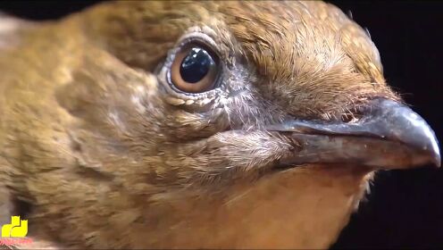 造园鸟的艺术品_29_高光片段