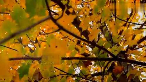 Autumn Leaves (Les Feuilles Mortes)