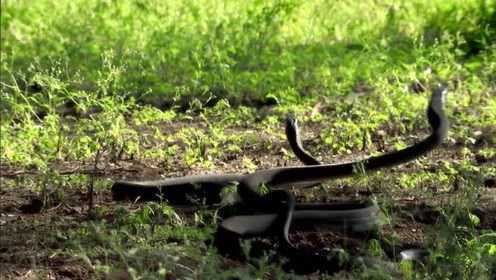最友爱的蛇群：拯救非洲最致命的毒蛇，让人与蛇共存