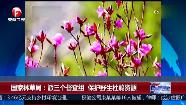 国家林草局:派三个督查组 保护野生杜鹃资源