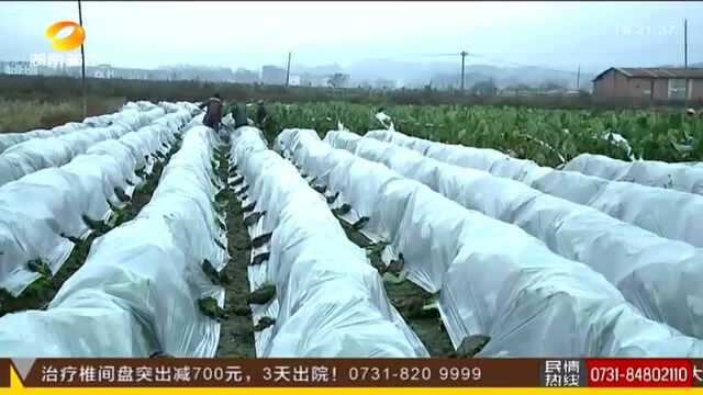 永州蓝山:1.4万亩香芋覆膜“添衣” 保鲜越冬错峰销售