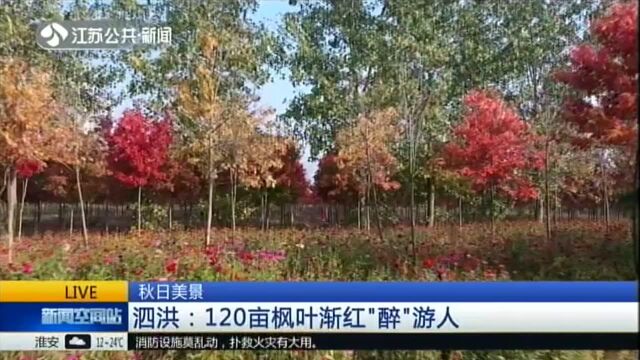 秋日美景:泗洪——120亩枫叶渐红“醉”游人