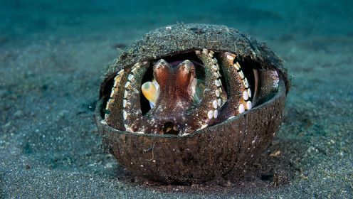 智商逆天！章鱼抱着椰子壳海底漫步，又能伪装又能防身