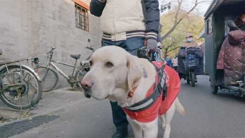 导盲犬带着主人跨过160公里与北京的妻子汇合，这业务能力也太优秀了！