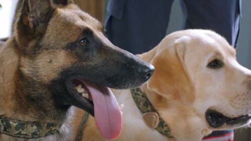 《神犬小七第三季》第30集03:武警追击毒贩救助完美世界,狗狗们能否