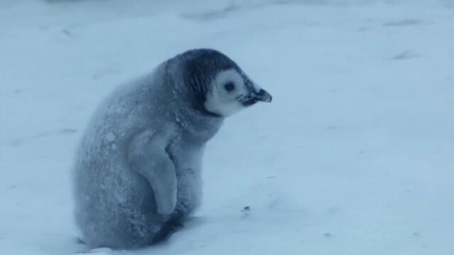 雪宝:一个小企鹅的传奇故事精彩片段