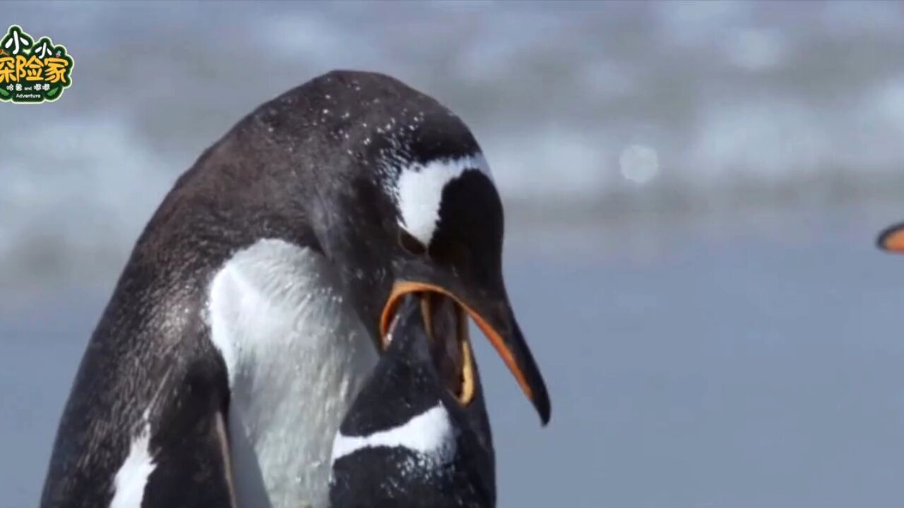 虎鲸猎杀企鹅,场面全程揪心, 南极纪录片_腾讯视频