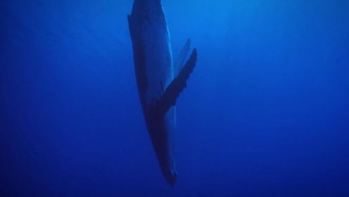 海洋中的天然麦克风！座头鲸利用珊瑚传递歌声
