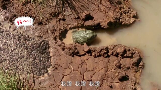 动物世界的家庭保卫战第24集牛蛙爸爸是如何救子的