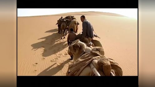 百年骆驼队来了个女人，骆驼发生了这样的事
