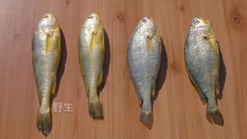 上新吧福味_上新吧福味_如何区分野生大黄鱼和养殖大黄鱼?_高清完整版视频在线观看_腾讯视频