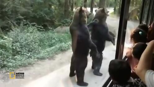 实拍韩国黑熊小碎步追车萌翻观光客！