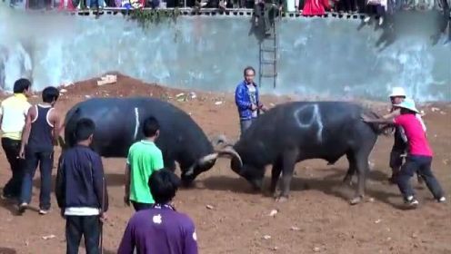 中国本土斗牛大赛，两头大黑牛互不相让