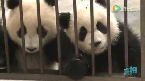 “中国最萌工作”熊猫观察员 年薪20万不打卡不加班配宠物