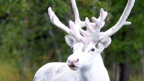 瑞典现罕见纯白色驯鹿 被原住民认为神圣之物