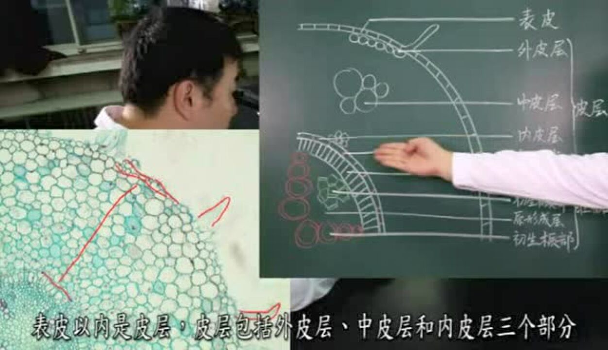 双子叶植物根的初生结构_高清1080P在线观看平台_腾讯视频