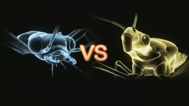 深足猎蝽对阵多米诺甲虫