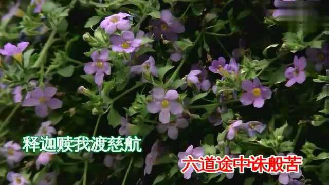 印良法师《心香》