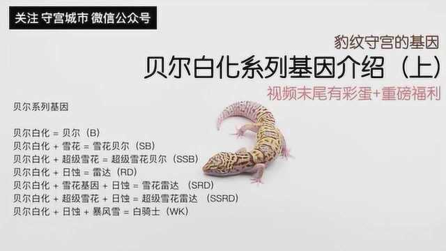 豹纹守宫的基因贝尔白化系列上