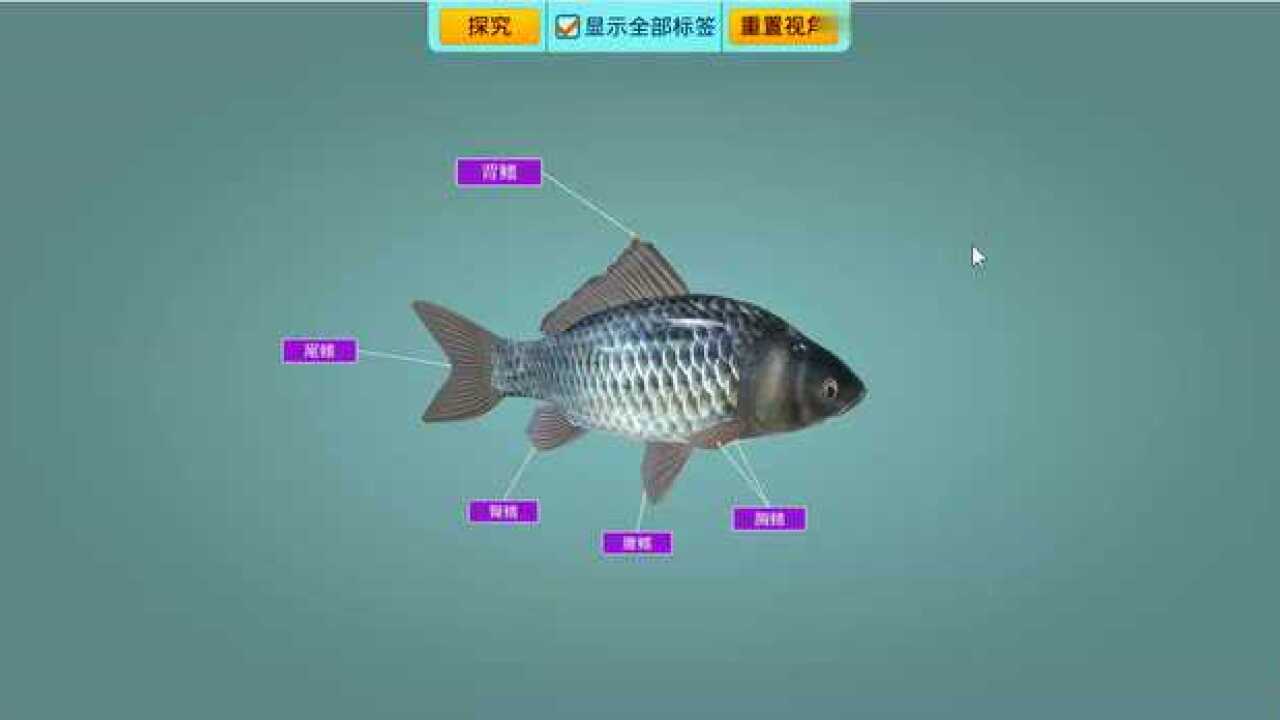 鱼鳍的作用演示_高清1080P在线观看平台_腾讯视频