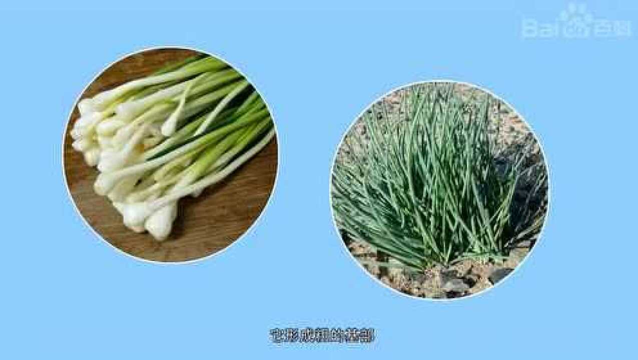 1分钟带你了解——薤白_腾讯视频