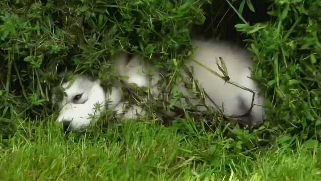 小狗捉迷藏,这藏法真是醉了