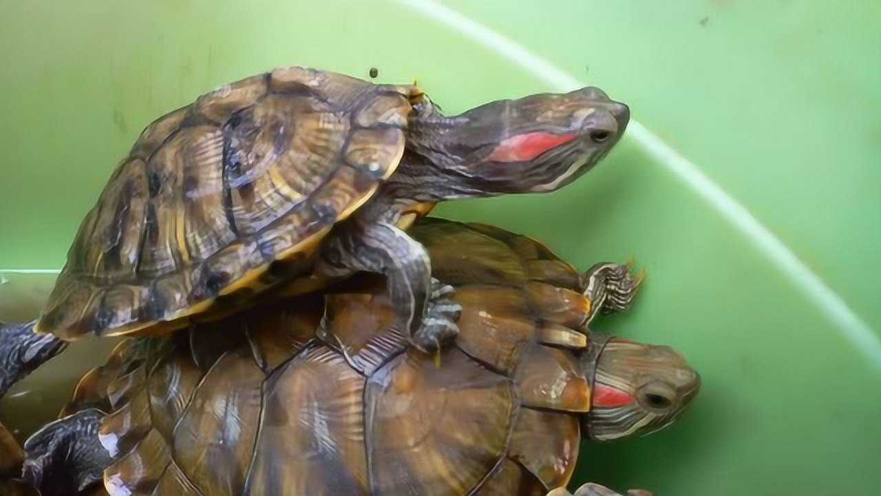 巴西龟外来入侵物种人们却当宠物养放生需谨慎