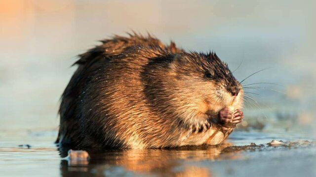 麝鼠生殖系统分泌的麝鼠香可替代极品麝香可见养殖前景难以估量