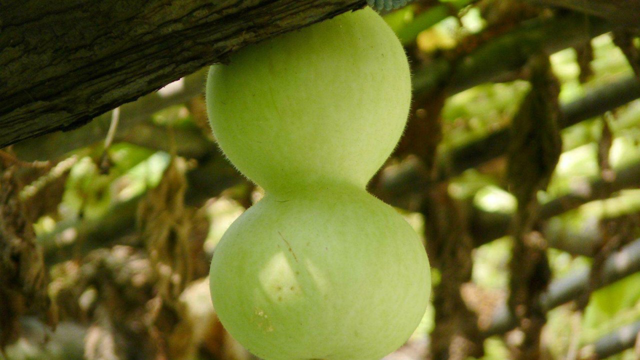 葫芦瓜这样做,还能提高机体免疫力,简单有好学