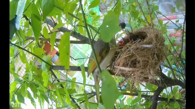 院子里来了一窝白头翁鸟老大哥拍下了白头翁育雏的全经过