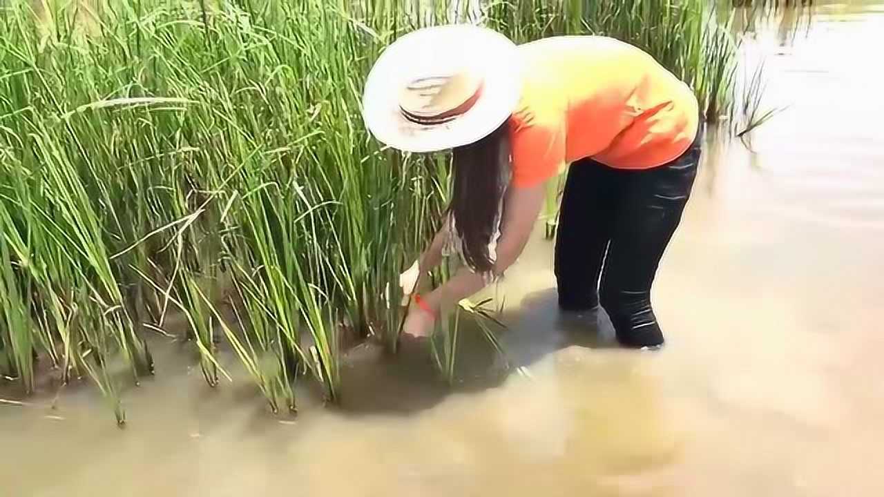 柬埔寨美女这样的捕鱼方式不仅仅只是高效