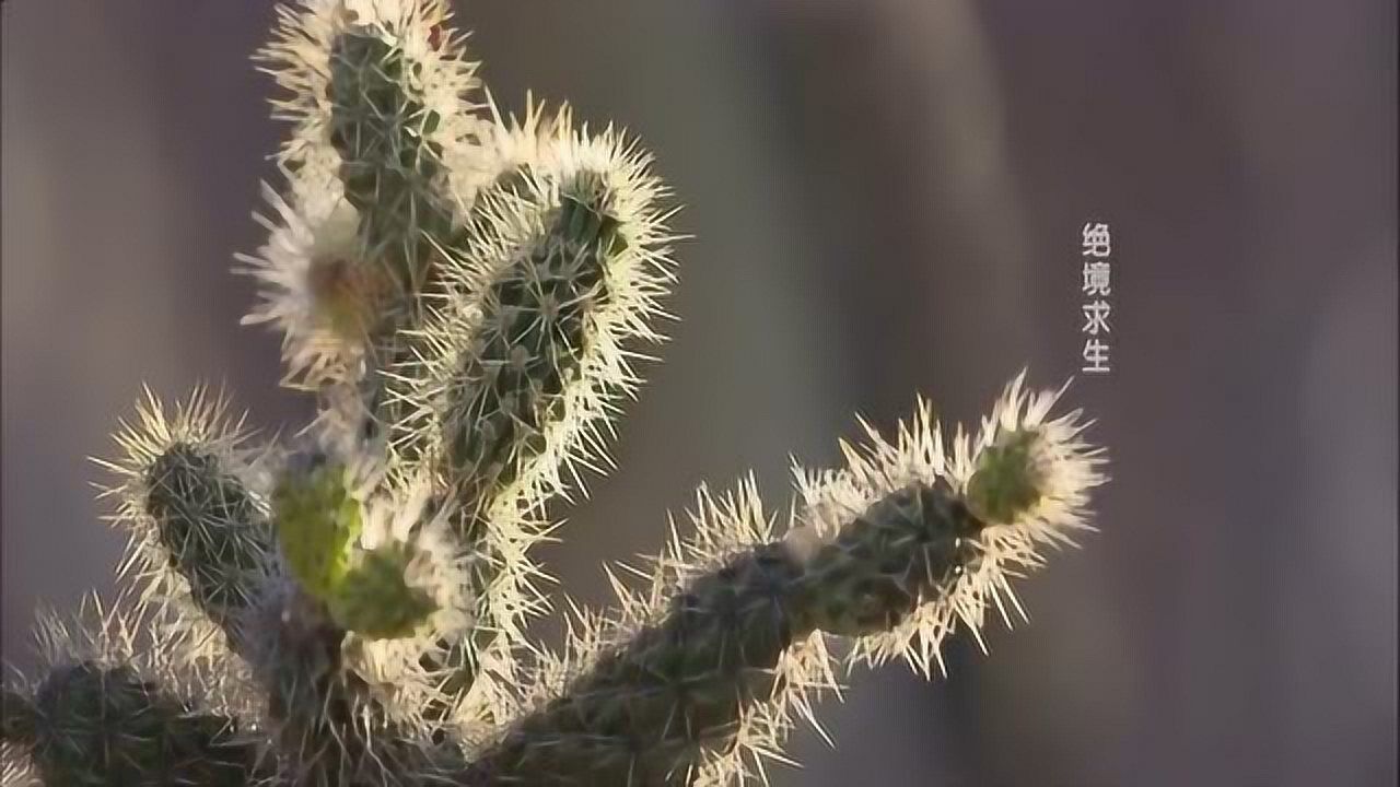干旱的沙漠中生长着一棵棵长满荆刺的仙人掌很是壮观