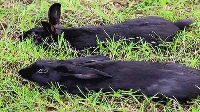 土篮子上杭通贤乌兔