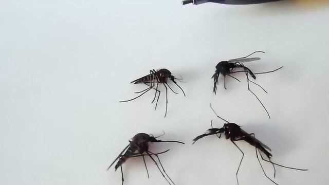 食人巨蚊被吸之后瞬间变干尸