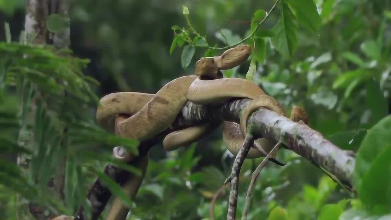 令人恐怖的蛇島全是蛇看的頭皮發麻喜歡吃蛇的動物有口福了