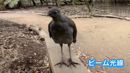 看跪了 琴鸟是世界上最会模仿声音的鸟 能惟妙惟肖地模仿各种声音