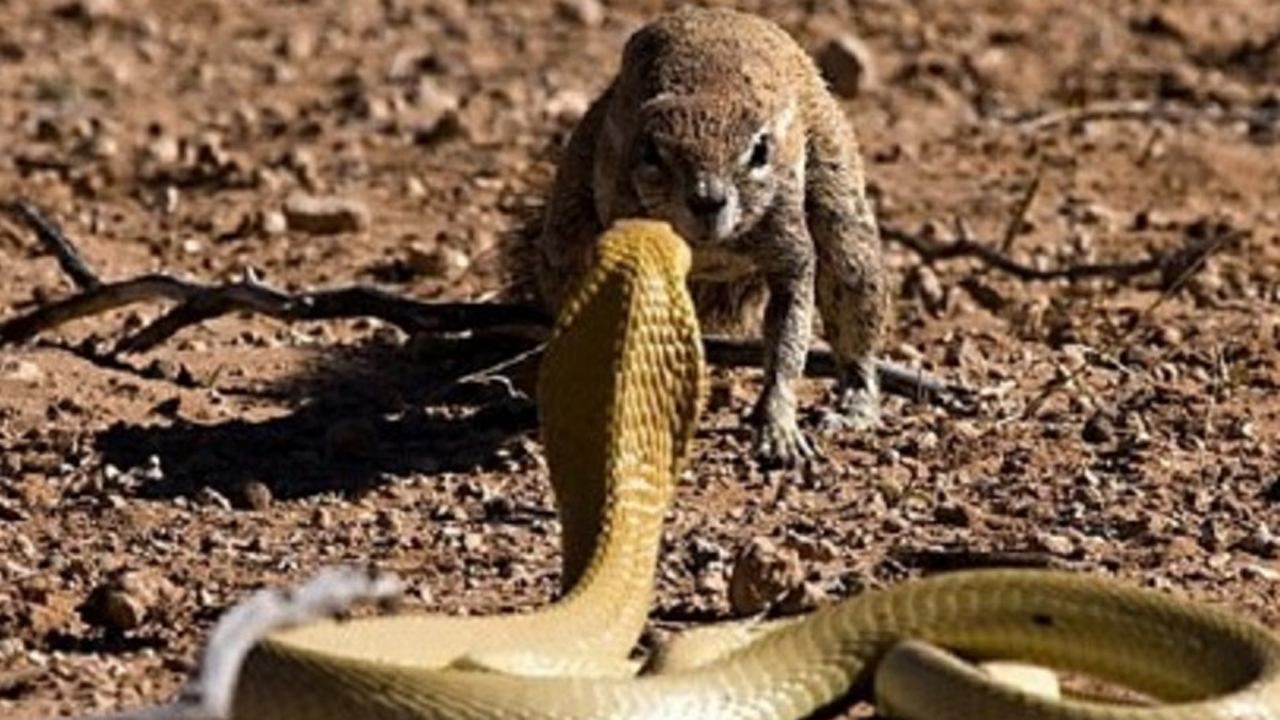 眼镜蛇的最大天敌蛇獴大战4米巨型眼镜王蛇蜜獾看到也要说个服