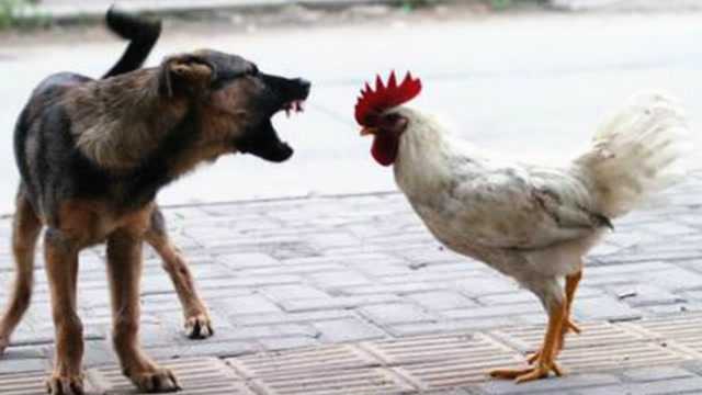 实拍公鸡大战狗狗，公鸡几下就把哮天犬打得汪汪叫