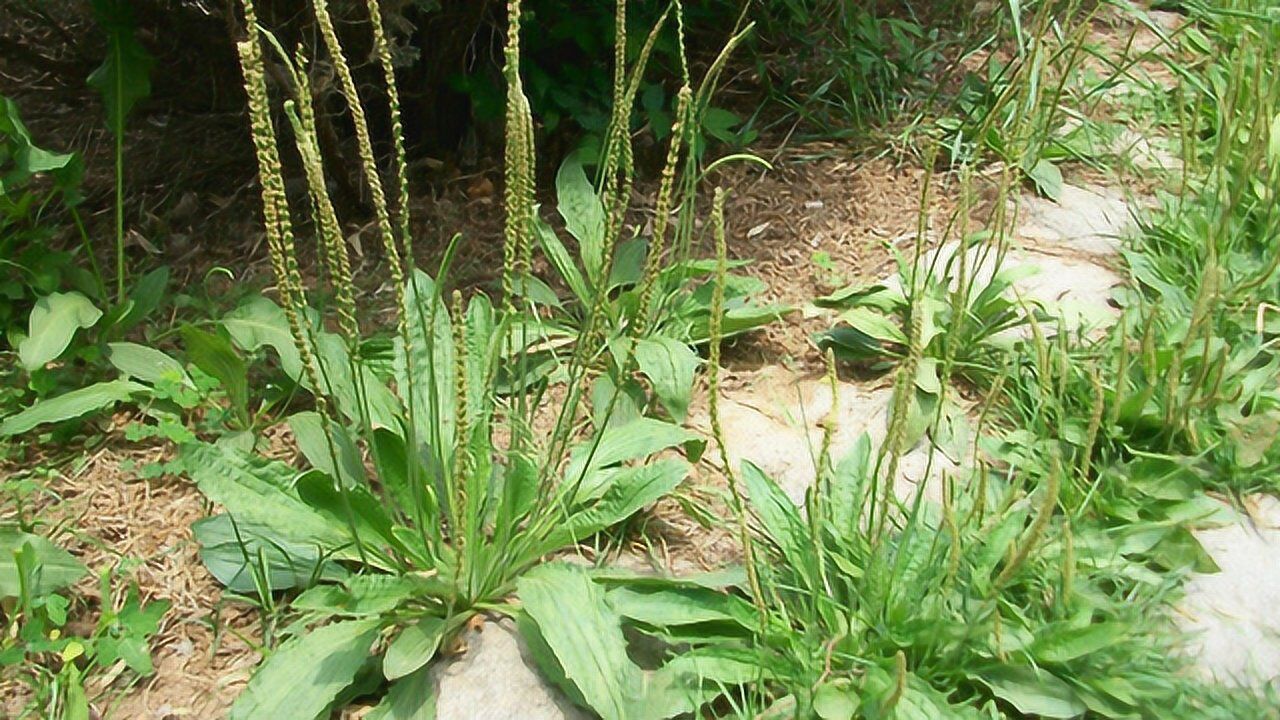 女性祛湿的首选药材连续喝1周就能赶走体内湿气还能排净肠毒