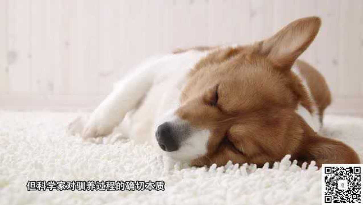 人类的选择：动植物的驯化与培育_高清