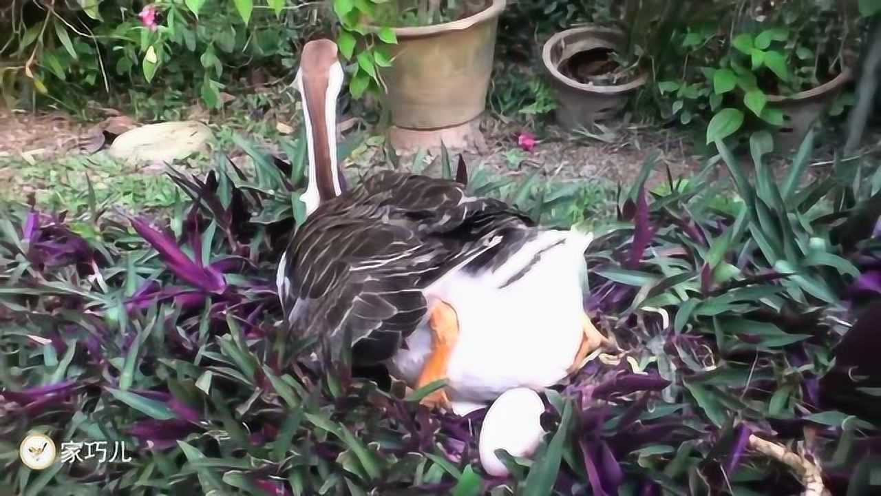 你绝对没见过的天鹅下蛋过程这条视频你看了决不后悔