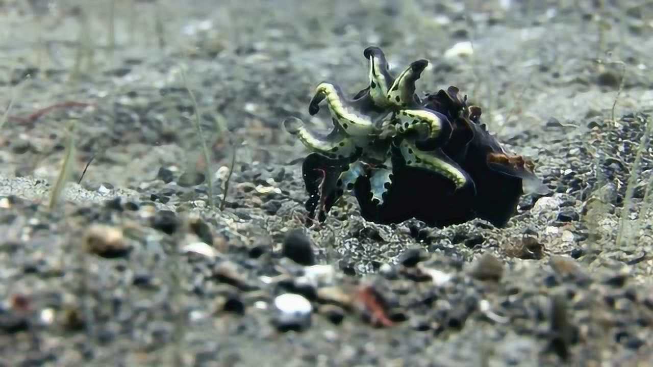 神秘海洋生物捕食螳螂虾