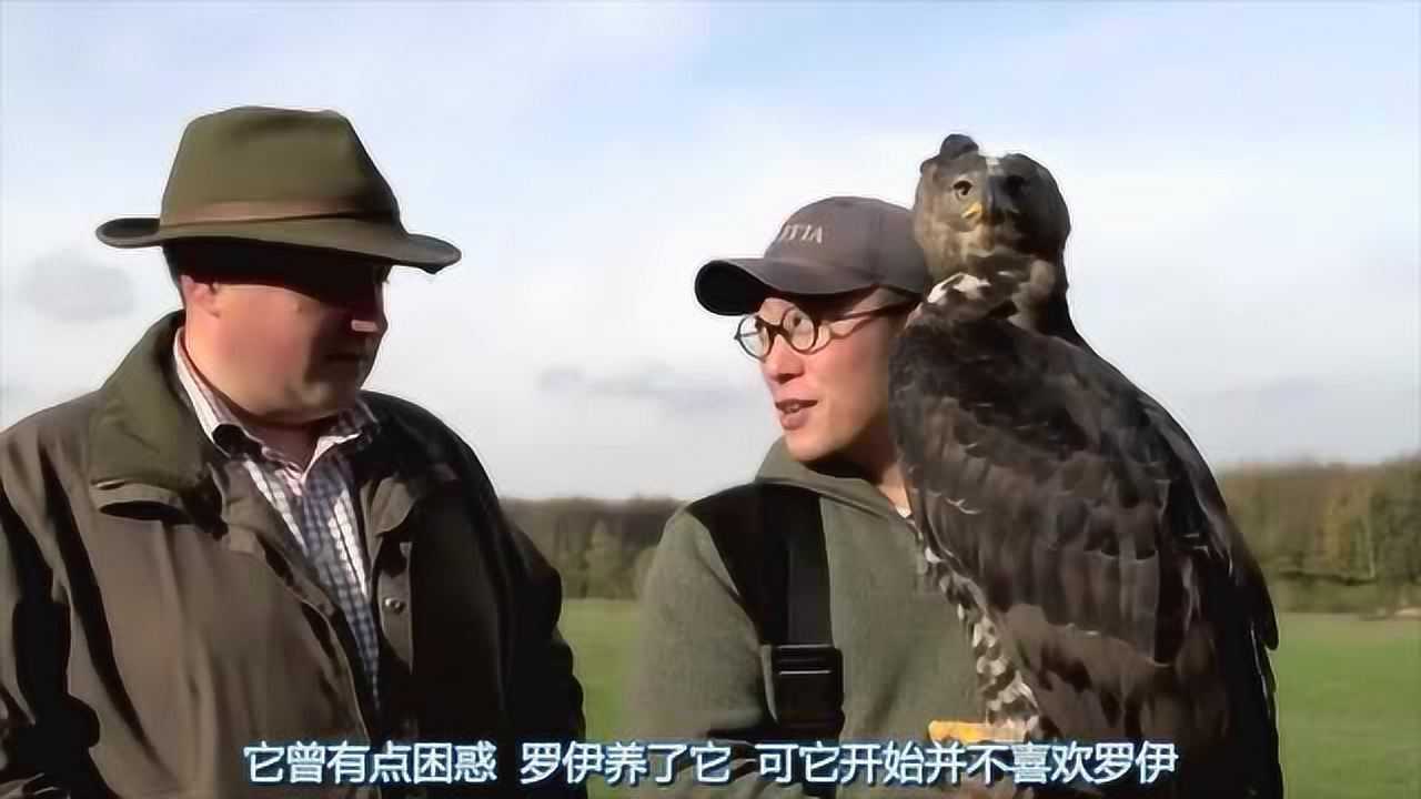 獵奇第一百三十二集如何驯服非洲草原的空中霸主冕雕_腾讯视频