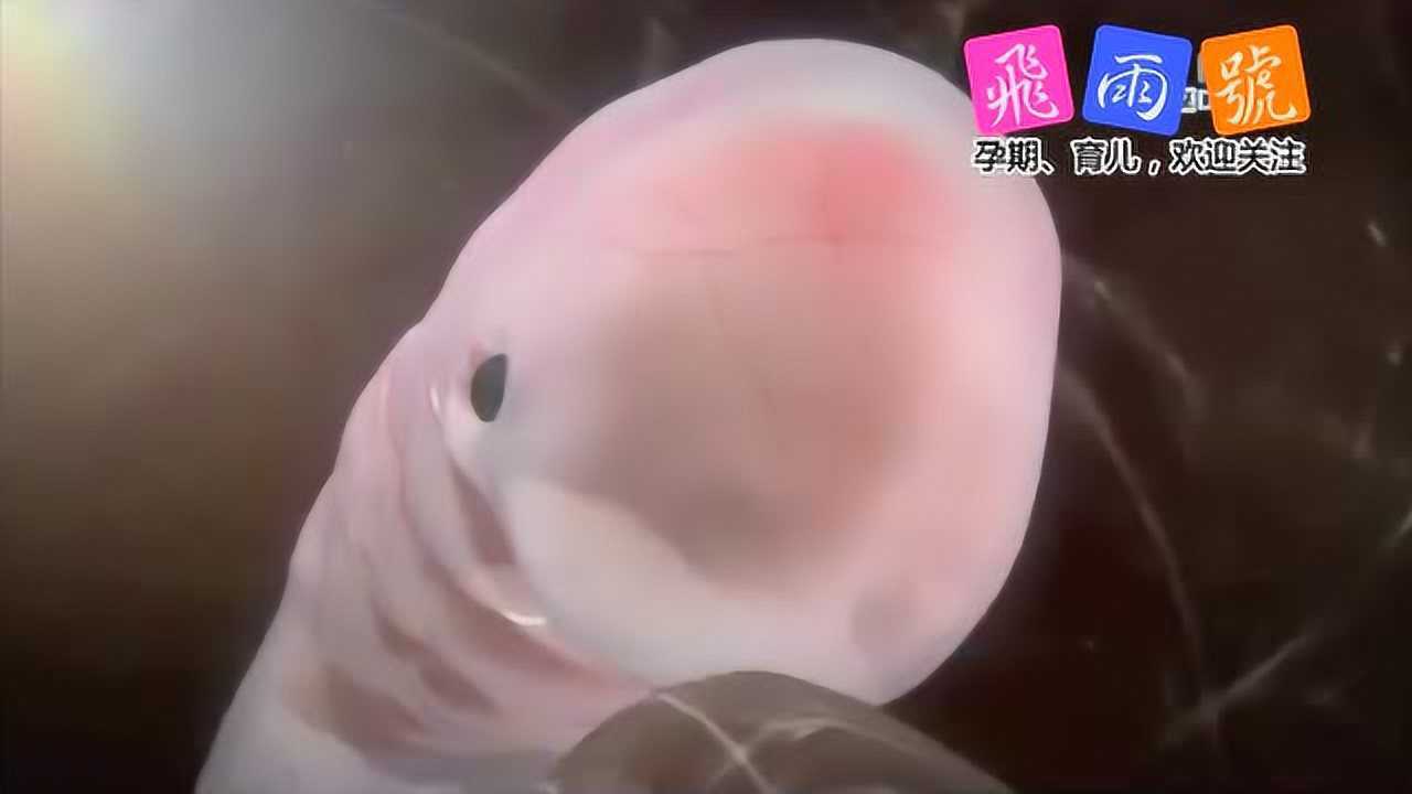 孕早期胎儿发育过程动画演示，生命简直太神奇了_高清